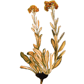 Huile essentielle Hélichryse Bractifère bio (Helichrysum bracteiferum)