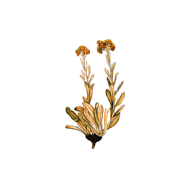 Huile essentielle Hélichryse Bractifère bio (Helichrysum bracteiferum)