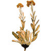 Huile essentielle Hélichryse Bractifère bio (Helichrysum bracteiferum)