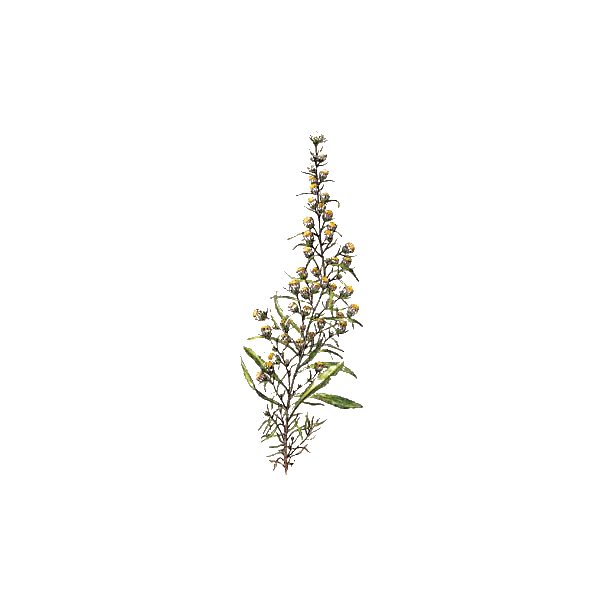Huile essentielle Inule Odorante Bio (Inula graveolens)