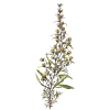 Huile essentielle Inule Odorante Bio (Inula graveolens)