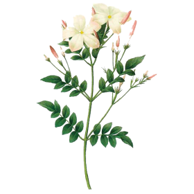 Huile essentielle Jasmin absolue (Jasminum grandiflorum)
