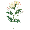 Huile essentielle Jasmin absolue (Jasminum grandiflorum)