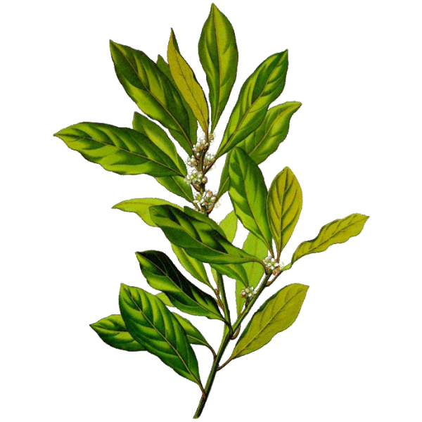 Huile essentielle Laurier Noble bio (Laurus nobilis)