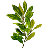Huile essentielle Laurier Noble bio (Laurus nobilis)