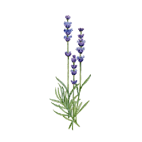 Huile essentielle Lavandin Abrial bio (Lavendula burnati Briquet)