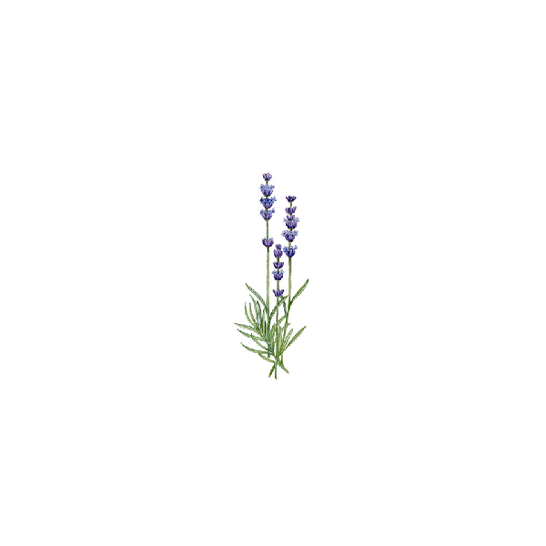 Huile essentielle Lavandin Abrial bio (Lavendula burnati Briquet)