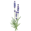 Huile essentielle Lavandin Abrial bio (Lavendula burnati Briquet)
