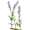 Huile essentielle Lavande Aspic Bio (Lavendula latifolia Medikus)