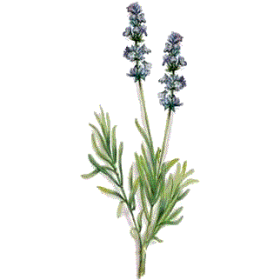 Huile essentielle Lavandin Super bio (Lavendula burnati Briquet)