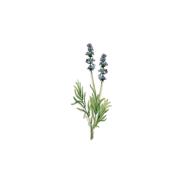 Huile essentielle Lavandin Super bio (Lavendula burnati Briquet)