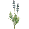 Huile essentielle Lavandin Super bio (Lavendula burnati Briquet)