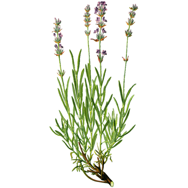 Huile essentielle Lavande Fine Bio (Lavendula angustifolia)