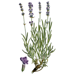 Huile essentielle Lavande Officinale Vraie Bio (Lavendula officinalis)