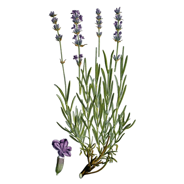 Huile essentielle Lavande Officinale Vraie Bio (Lavendula officinalis)
