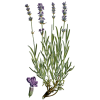 Huile essentielle Lavande Officinale Vraie Bio (Lavendula officinalis)