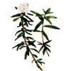 Huile essentielle Ledon du Groenland bio (Ledum groenlandicum)