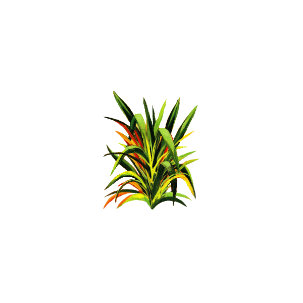 Huile essentielle Lemongrass bio (Cymbopogon flexosus)