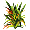 Huile essentielle Lemongrass bio (Cymbopogon flexosus)