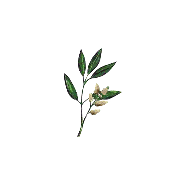 Huile essentielle Litsee Citronnée Bio (Litsea cubeba Persoon)