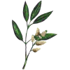 Huile essentielle Litsee Citronnée Bio (Litsea cubeba Persoon)