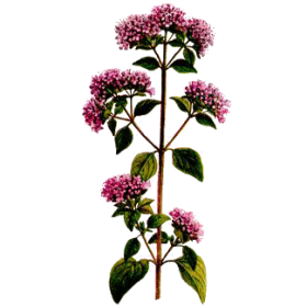 Huile essentielle Marjolaine à Coquilles bio (Origanum majorana)