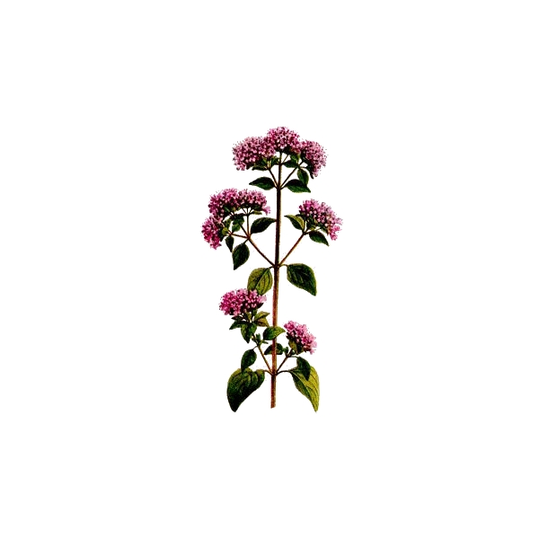 Huile essentielle Marjolaine à Coquilles bio (Origanum majorana)