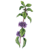 Huile essentielle Menthe des Champs Bio (Mentha arvensis)