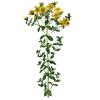 Huile essentielle Millepertuis bio (Hypericum perforatum)