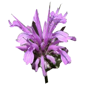 Huile essentielle Monarde sauvage (Monarda fistulosa)