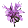 Huile essentielle Monarde sauvage (Monarda fistulosa)