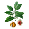 Huile essentielle Noix de Muscade bio (Myristica fragans)