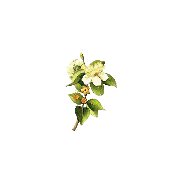 Huile essentielle Myrte Verte bio (Myrtus communis)