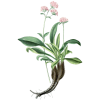 Huile essentielle Nard bio (Nardostachys jatamansi)