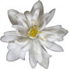 Huile essentielle Néroli bio (Citrus aurantium var. amara)