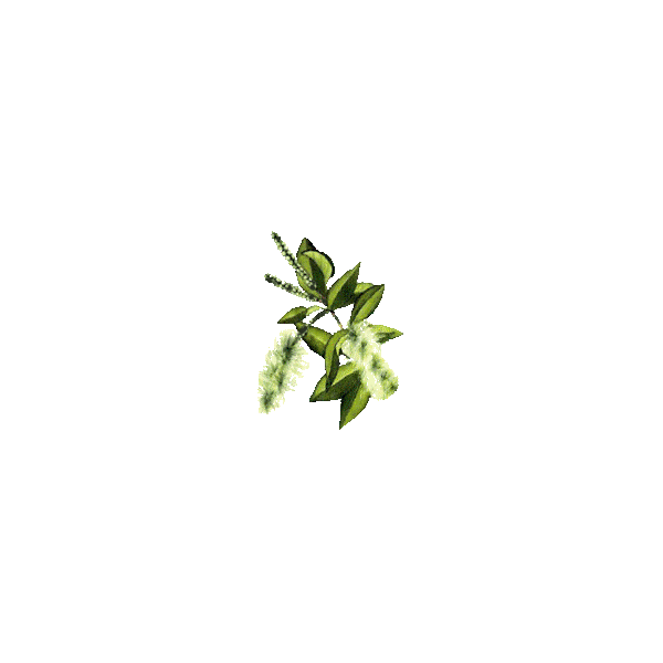 Huile essentielle Niaouli bio (Melaleuca viridiflora Solander)