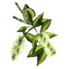 Huile essentielle Niaouli bio (Melaleuca viridiflora Solander)