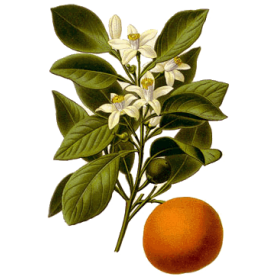 Huile essentielle Orange Douce Bio (Citrus sinensis L. Persoon)