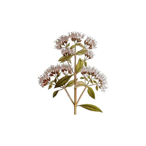 Huile essentielle Origan Vert bio (Origanum vulgare)