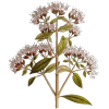 Huile essentielle Origan Vert bio (Origanum vulgare)