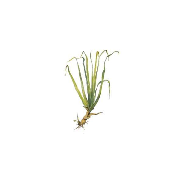 Huile essentielle Palmarosa bio (Cymbopogon martinii)