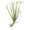 Huile essentielle Palmarosa bio (Cymbopogon martinii)