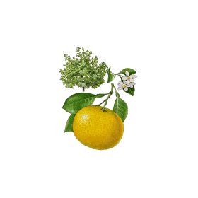Huile essentielle Pamplemousse Blanc bio (Citrus X paradisi)