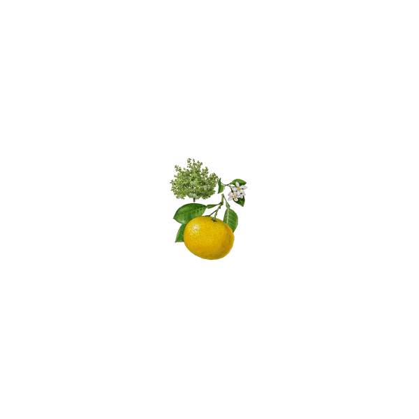 Huile essentielle Pamplemousse Blanc bio (Citrus X paradisi)