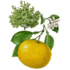 Huile essentielle Pamplemousse Blanc bio (Citrus X paradisi)
