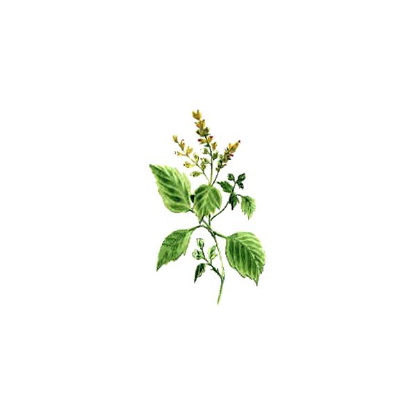 Huile essentielle Patchouli bio (Pogostemon cablin)
