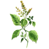Huile essentielle Patchouli bio (Pogostemon cablin)