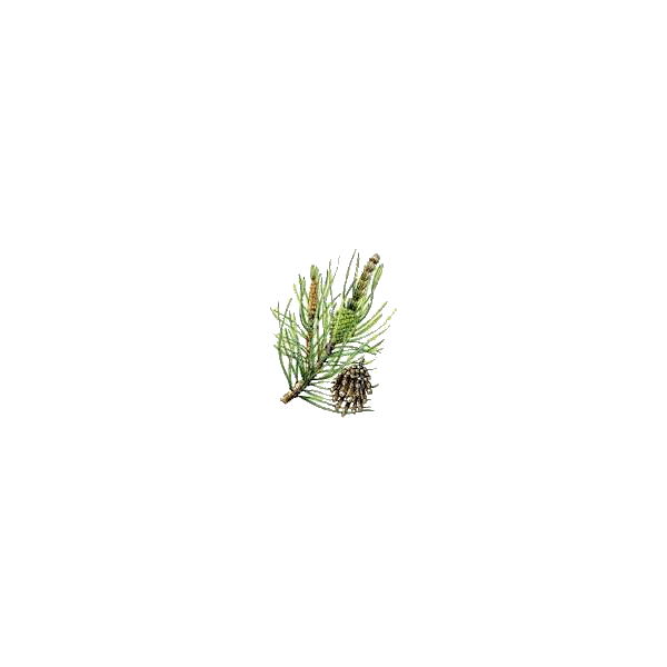 Huile essentielle Pin de Sibérie sauvage (Abies sibirica)