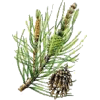 Huile essentielle Pin de Sibérie sauvage (Abies sibirica)