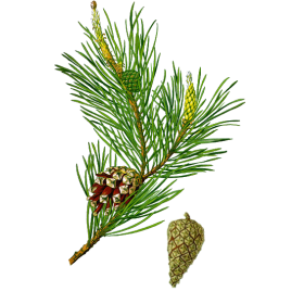 Huile essentielle Pin Sylvestre bio (Pinus sylvestris)